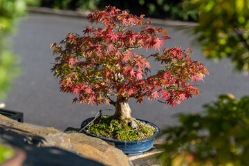 Red maple bonsai leaves outdoors.