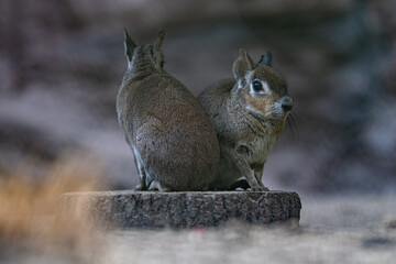 Obraz premium Salt marsh mara bred in captivity.
