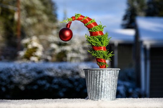 Live Grinch Christmas Tree, lemon cypress tree, wrapped in red ribbon with a red glass ornament on top, tree bent over and in metal pot, sitting outside in the snow
