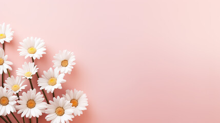 Spring Daisy frame white flowers against soft pink pastel background. Minimal styled concept