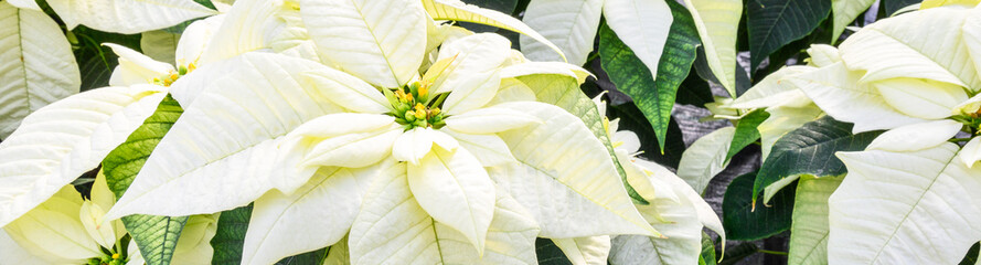 Closeup of group of classic white poinsettia plants, Christmas holiday decoration
