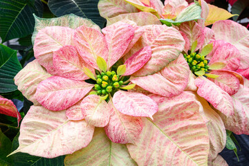 Closeup of group of modern variegated pink and cream colored poinsettia plants, Christmas holiday decoration

