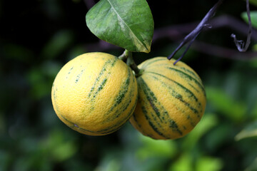 Variegated pink lemon