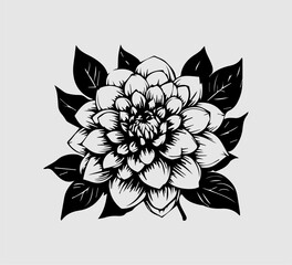 dahlia flower vintage illustration vector