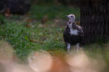 Capuchin vulture bred in captivity.