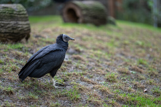 Condor bird on the ground.