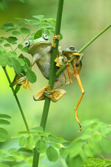 frogs, flying frogs, two frogs perched on a tree branch © ridho