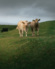 Two cows grazing on a hilly field.