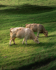 Two cows grazing on a hilly field.