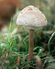 A small white mushroom in the grass