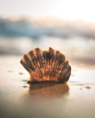 A seashell in the sand at sunrise
