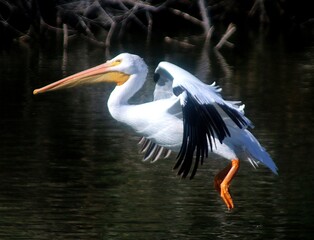 American White Pelican Landing in Lake