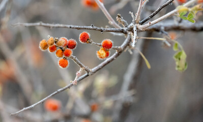 Fuzzy Orange Fruit Burst From The Tips Of Dry Branches