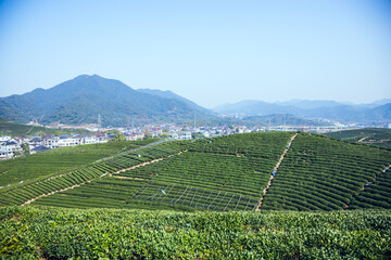 Fototapeta na wymiar Longwu Tea Garden, Xihu District, Hangzhou City, Zhejiang Province-Tea garden scenery under the blue sky