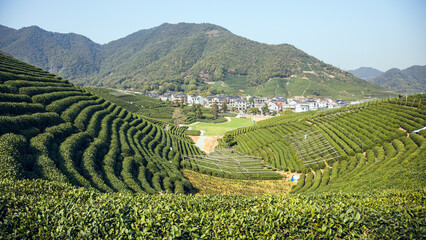 Longwu Tea Garden, Xihu District, Hangzhou City, Zhejiang Province-Tea garden scenery under the blue sky