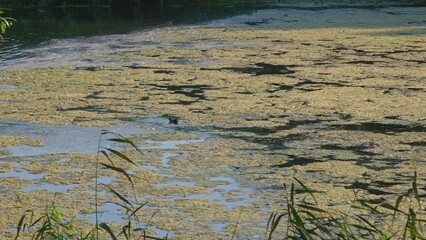 Water Pond Covered with Thick Layer of Waterweed Algae
