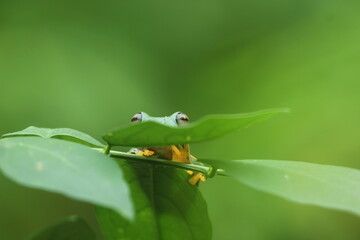 frog, flying frog, a cute frog peeking out from behind the leaves
