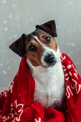 A Jack Russell Terrier dog sits wrapped in a red blanket with a New Year's pattern on a gray background.