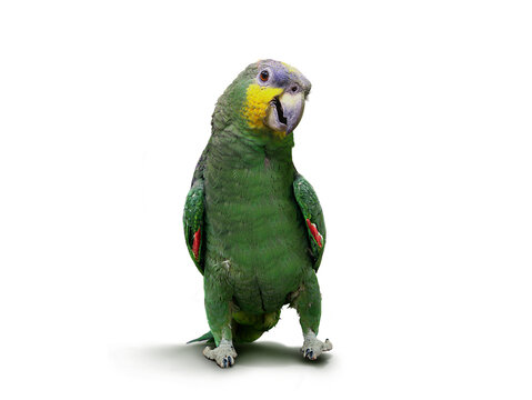 Parrot walking and dancing 