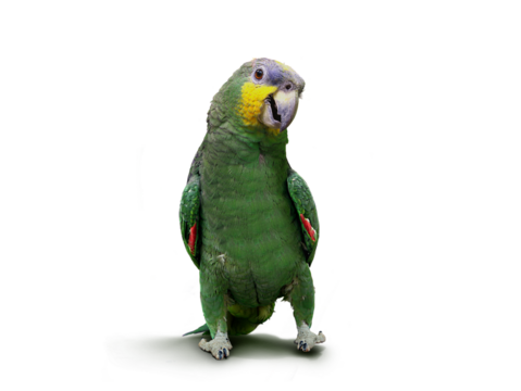 Parrot walking and dancing 