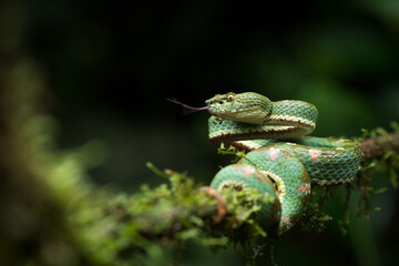 green viper on a branch