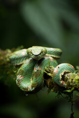 eyelash viper