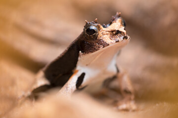 close up of a cowfrogs eye
