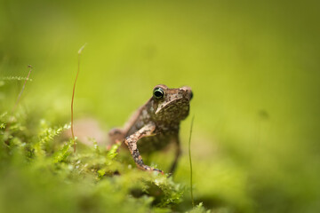 frog in the grass