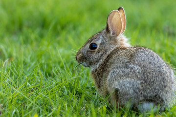 Small young Eastern Cottontail Rabbit, Sylvilagus floridanus, in green grass with soft dappled sunlight