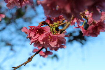 pink cherry blossom flowers with a blue sky
