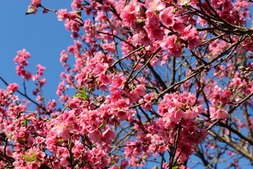 pink cherry blossom tree under a blue sky