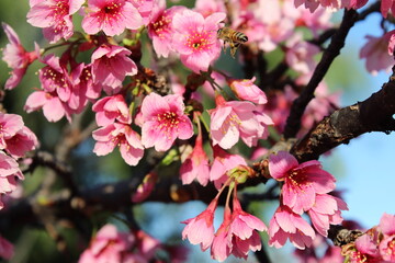 pink cherry blossom flowers and a honey bee