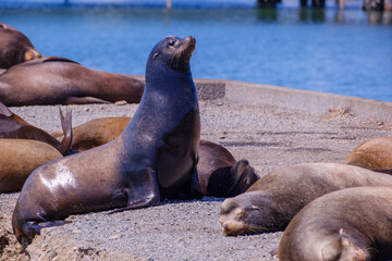 Sea Lion resting at Crescent Bay California