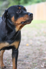 10 month old male purebred rottweiler closeup headshot 