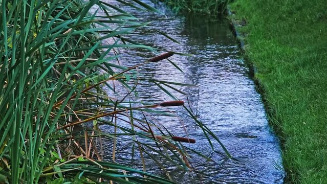 Bulrush Reedmace Cattail Dangling over Narrow Creek Water Stream