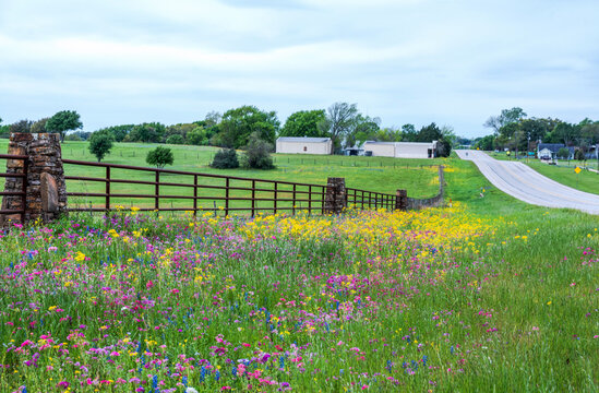 Texas wildflowers bursting in to blooms covered roadsides and public space makes for the best time for sight seeing road trips, Brenham, Texas, USA