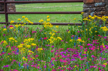 Texas wildflowers bursting in to blooms covered roadsides and public space makes for the best time for sight seeing road trips, Brenham, Texas, USA