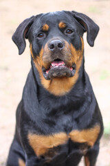 Mature adult female purebred rottweiler head shot close up 