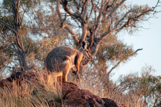 Yellow-footed rock Wallaby