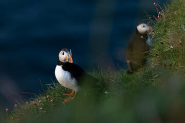 Puffins on Bullers of Buchan Scotland