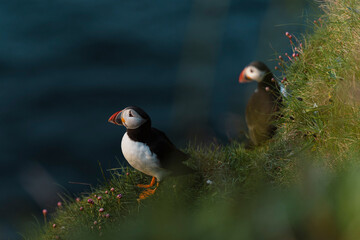 Puffins on Bullers of Buchan Scotland