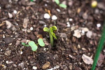 Green bean sprouting in the fall garden bed 