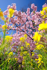 美しく綺麗な菜の花と河津桜