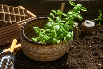 Beautiful seedlings in wicker basket prepared for transplanting on ground outdoors