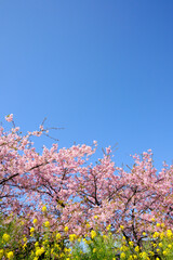 晴れの日の河津桜と菜の花