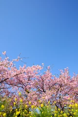 Tuinposter 晴れの日の河津桜と菜の花 © v_0_0_v