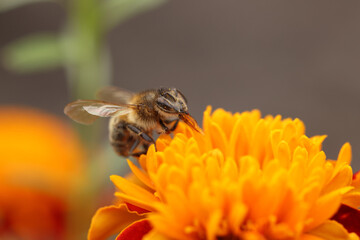 Honeybee collecting pollen from beautiful flower outdoors, closeup