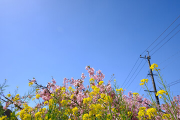 日本を彩る河津桜と菜の花の色