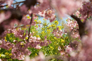 Obraz premium 河津桜の中から見える菜の花
