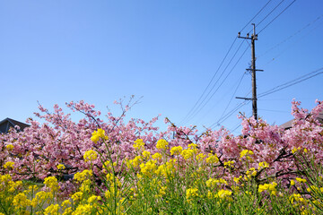 日本に咲く河津桜と菜の花のイメージ風景
